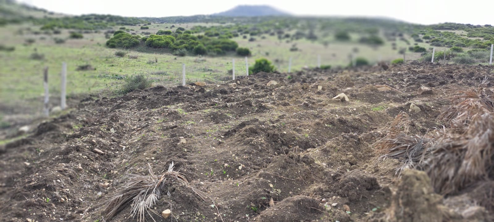 أرض فلاحية ثلاث هكتارات